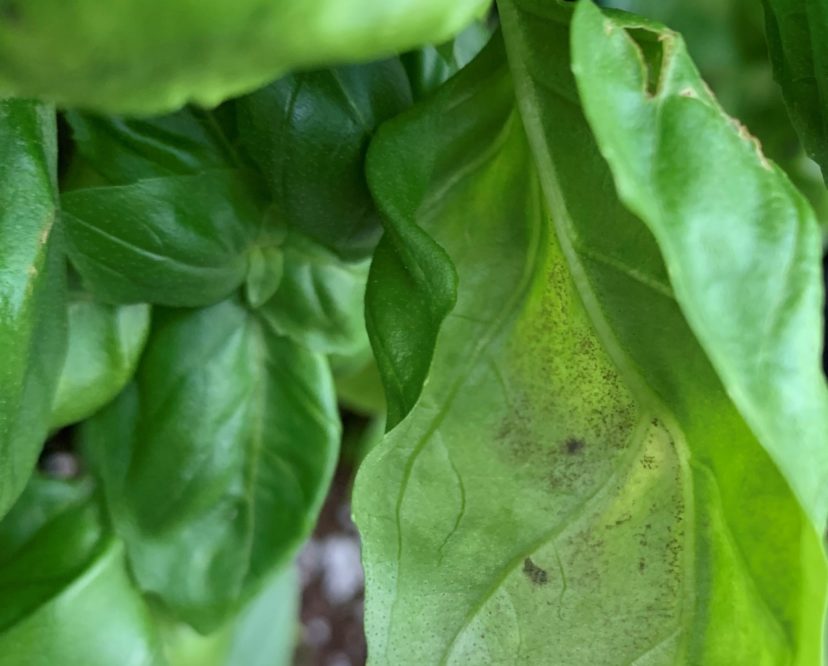 Basil downy mildew spores developing on the underside of a leaf. Dr. Tony Keinath, ©2021, Clemson Extension