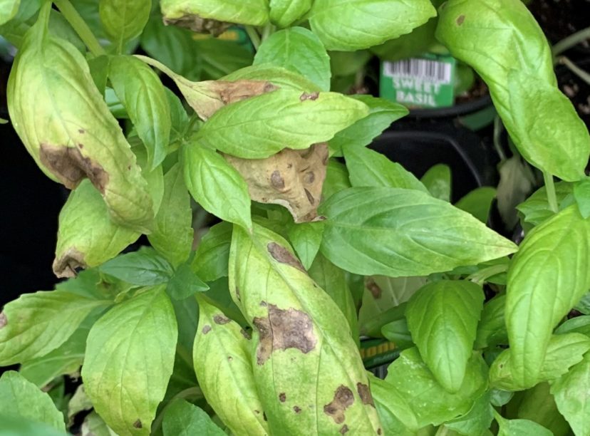 Basil downy mildew symptoms on the upper side of the leaves. Dr. Tony Keinath, ©2021, Clemson Extension