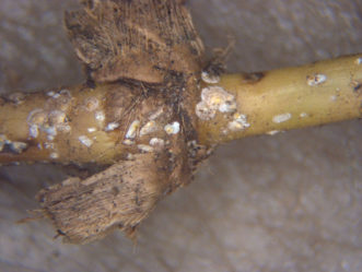 Bermudagrass scale (Odonaspis ruthae) feeding on a stolon of bermudagrass. Female covers are rounded, and the male covers are more elongated.