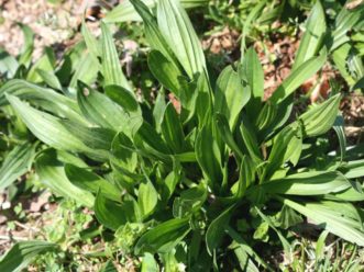 Buckhorn plantain (Plantago lanceolata) is a perennial broadleaf weed.