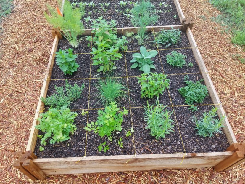 Cilantro/coriander can be planted with other herbs or flowers in a garden or landscape bed. Single plants are suitable for medium-sized containers. LayLa Burgess, ©2019 HGIC, Clemson Extension