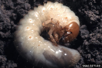 Close-up of white grub.