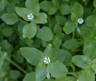 Common chickweed (Stellaria media) with small white flowers is a winter annual weed.