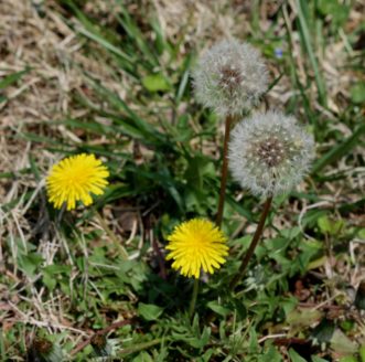 Common dandelion (Taraxacum officinale) is a perennial broadleaf weed that spreads by wind-blown seeds.