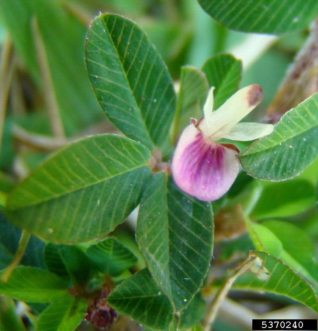 Common lespedeza (Kummerowia striata) has a leaf and a pinkish-purple flower.