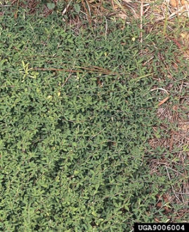 Common lespedeza (Kummerowia striata) has a prostrate growth habit.