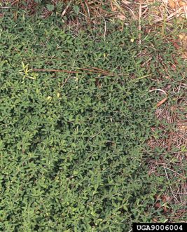 Common lespedeza (Lespedeza striata) prostrate growth habit.