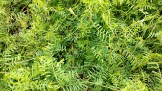 Common vetch (Vicia sativa) is a sprawling, vining weed.