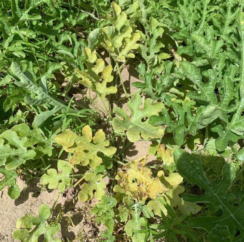 Crown decline appears late in the season and can be confused with a nutrient deficiency. Zack Snipes, ©2021, Clemson Extension