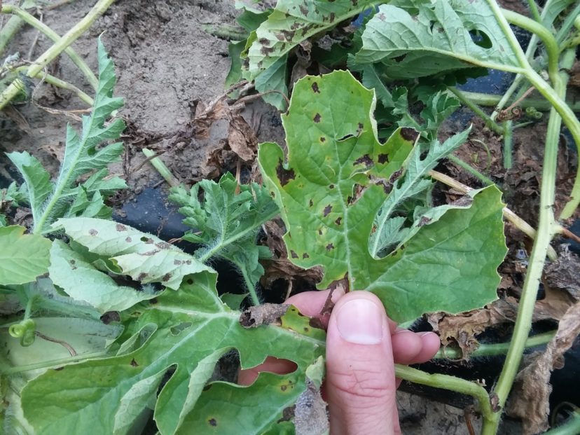 Disease development like this anthracnose of watermelon is still being favored by the weather. Justin Ballew, ©2021, Clemson Extension