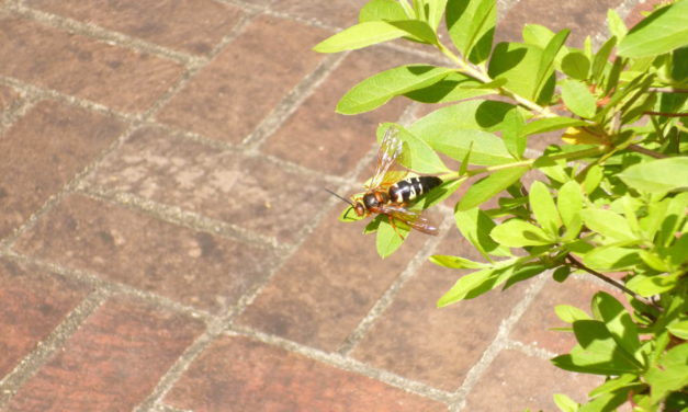 What is it? Wednesday- Eastern Cicada Killer