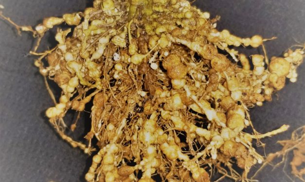 Meloidogyne enterolobii (M.e.) and the Challenge for Home Gardeners 