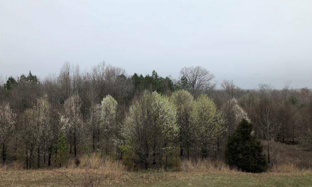 Bradford Pear and Elaeagnus to be Banned from Sale in South Carolina: What Do I Need To Know?