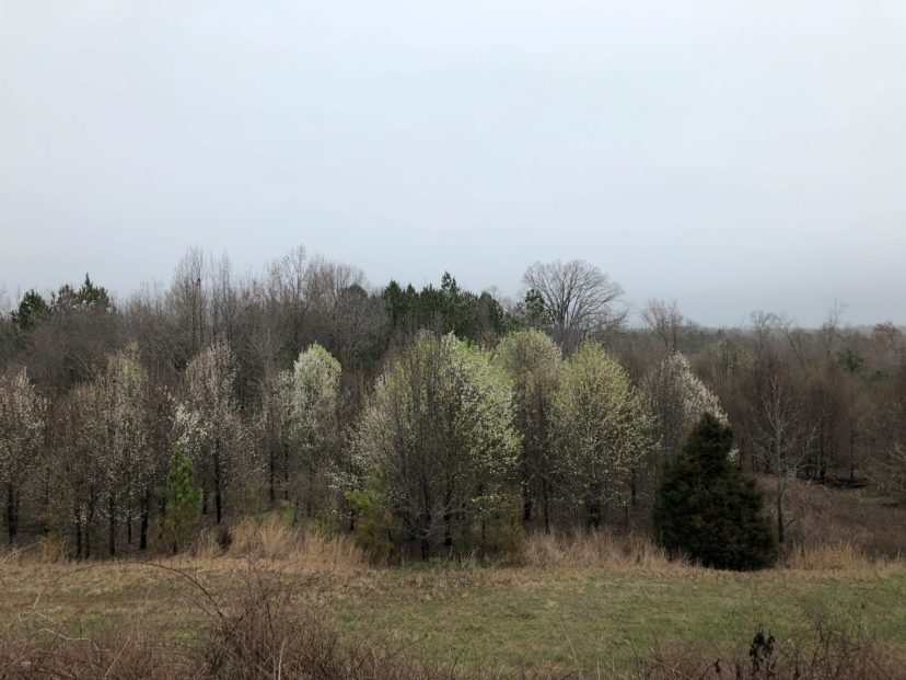 Figure 1: Wild Callery pears in bloom, taking over a roadside. D. Coyle, ©Clemson University
