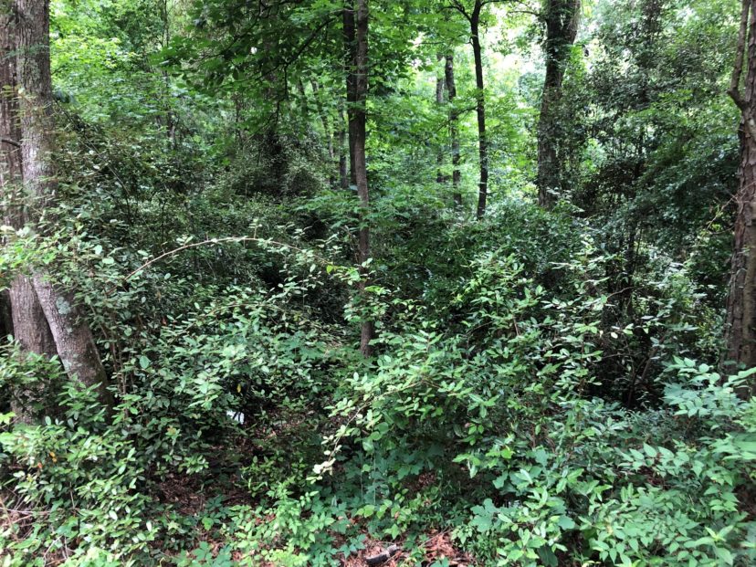 Figure 2. Elaeagnus dominates the understory in a forest near St. Matthews, SC. D. Coyle, ©Clemson Extension