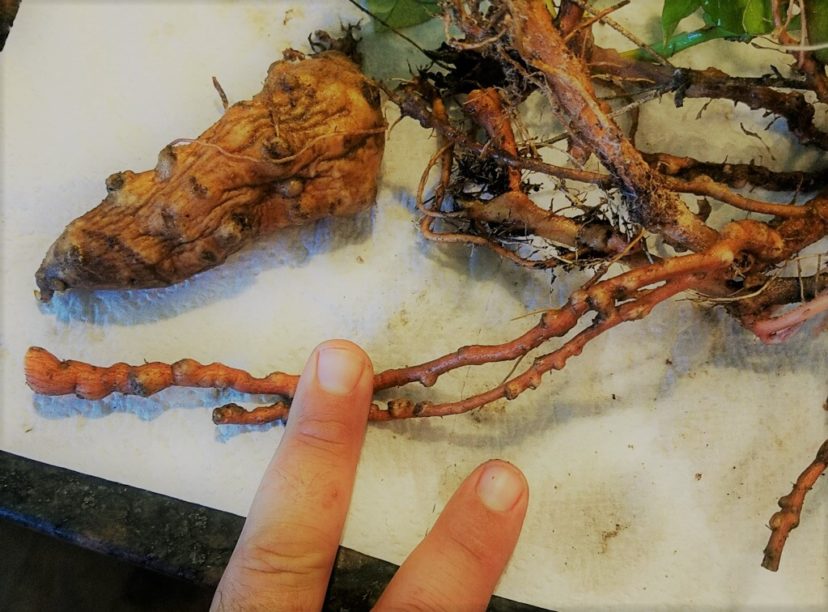 Figure 2: Galling and damage on sweetpotato. Photo by Lina Quesada NC State