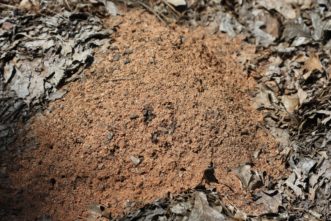 Fire ant mound located in a mulched area of a vegetable garden.
