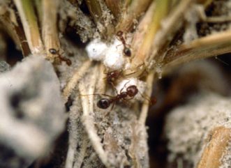 Fire ants are tending rhodesgrass mealybugs (Antonia graminis) for the honeydew excretions.