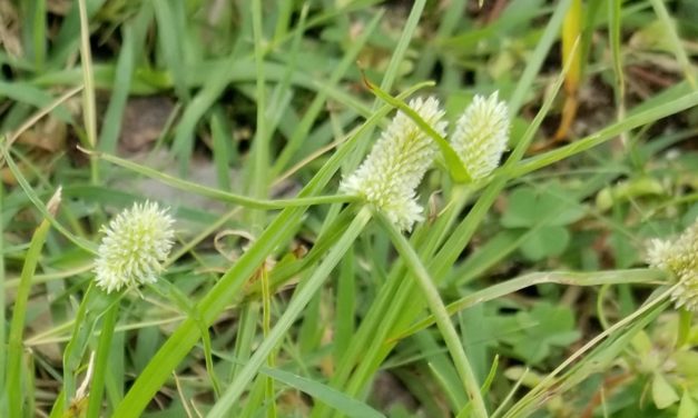Weed of the Month – Fragrant Kyllinga