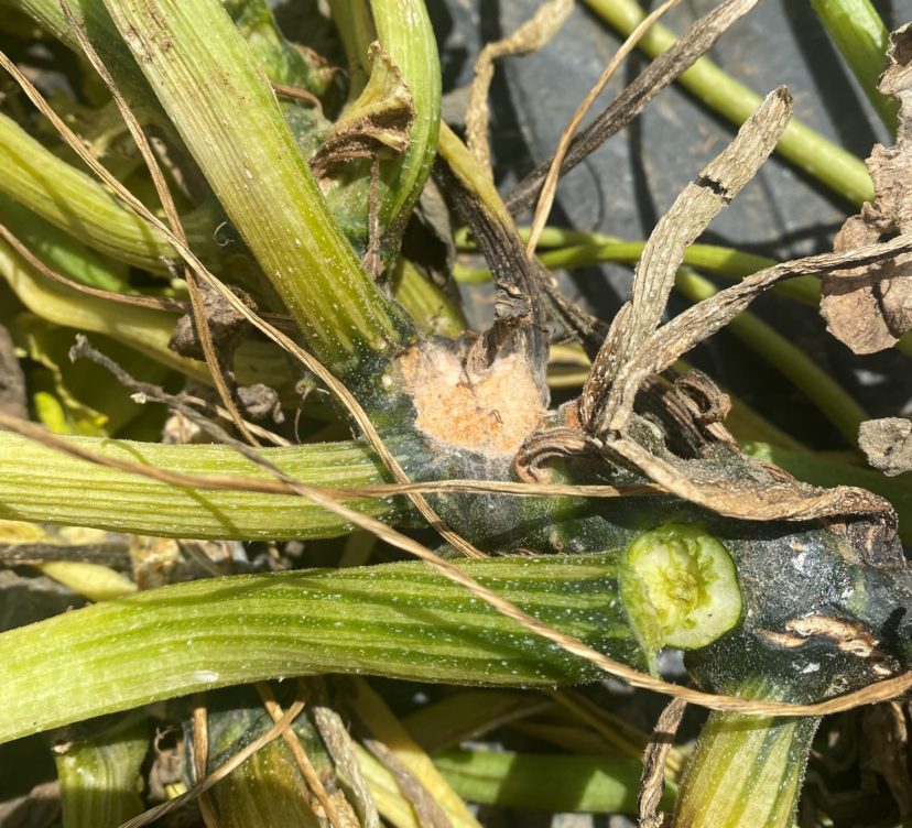 Fusarium foot rot of squash. Andy Rollins, ©2021, Clemson Extension