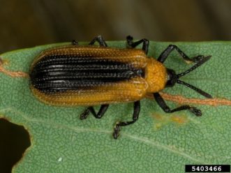 Locust leafminer (Odonata dorsalis) adult beetle. David Cappaert, Bugwood.org