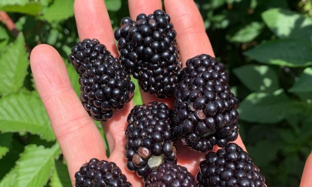 SC Fruit and Vegetable Field Report June 29, 2021
