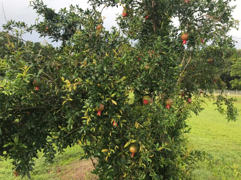 Medium sized Pomegranate in fruit. Christopher S. Burtt, ©2021, Clemson Extension
