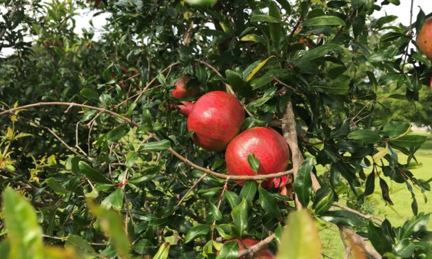 Pomegranates