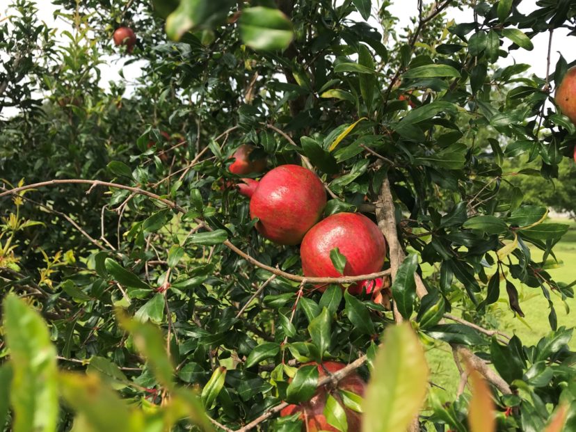 Medium sized Pomegranate in fruit Christopher S. Burtt, ©2021, Clemson Extension