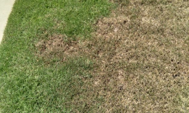 Nematode Problems in Home Lawns