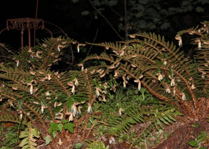 No harm is done to plants as large numbers of periodical cicadas emerge from their last immature exoskeletons. The empty exoskeletons will decompose into organic matter.