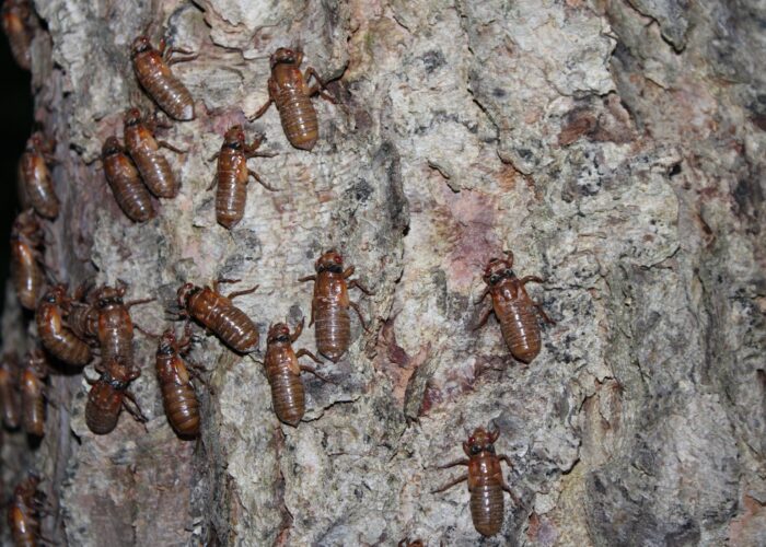 “Cicada nymphs climbing tree trunks at night to begin the molting process.”