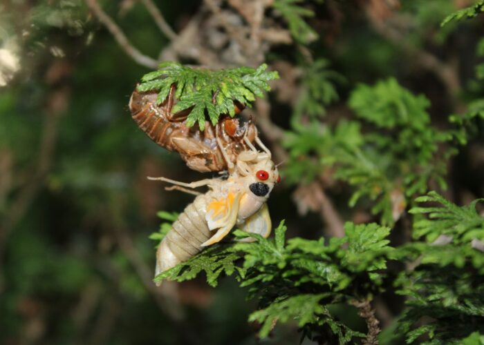 Once the adult emerges, they usually hang from the exoskeleton while their bodies dry, and their wings expand.