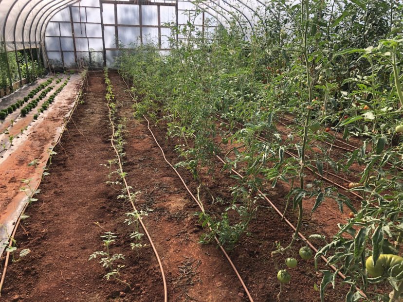 Organic Upstate vegetable production. Kerrie Roach, ©2021, Clemson Extension