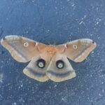 National Moth Week