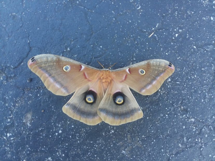 Polyphemus moth Photo Credit Mike Ferro