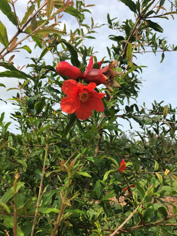 Pomegranate flower. Christopher S. Burtt, ©2021, Clemson Extension