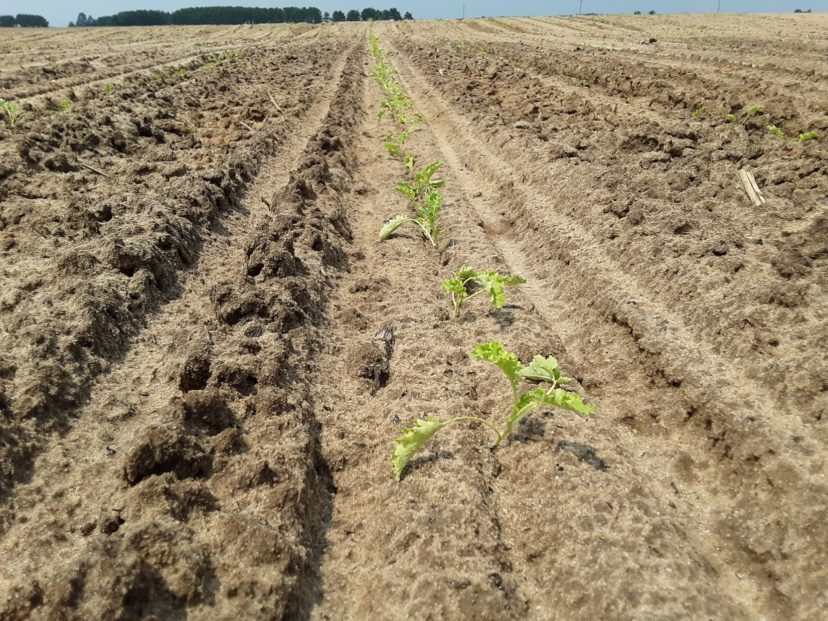 Recently planted kale is growing well. Start scouting for worms as soon as you plant brassica crops. Justin Ballew, ©2021, Clemson Extension