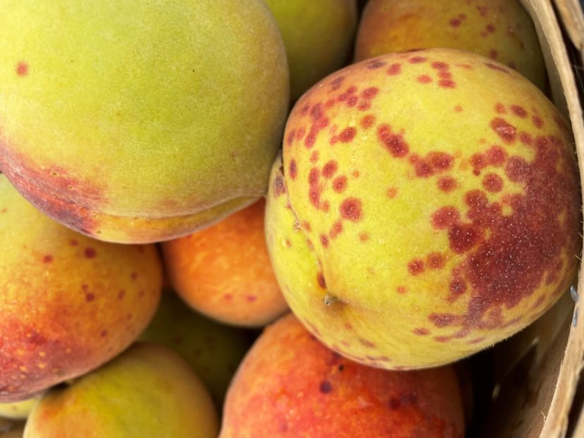 Red spots have been common on peaches this year. Photo from Andy Rollins. In this close-up of the bark on a peach tree, you can see the tiny, black, and grey colored scales. Andy Rollins, ©2021, Clemson Extension