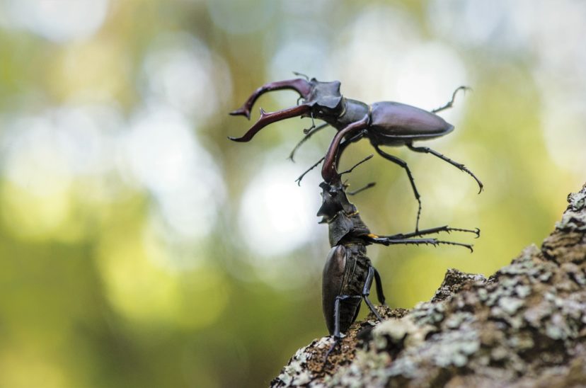 Rival male stage beetles push, pull, and throw each other around to win favor with females. Photo credit: Evgeniy Melnikov, Shutterstock.