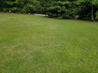 Same centipede lawn in mid-summer 2019 after correcting water schedule. Jackie Jordan, ©2021, Clemson Extension