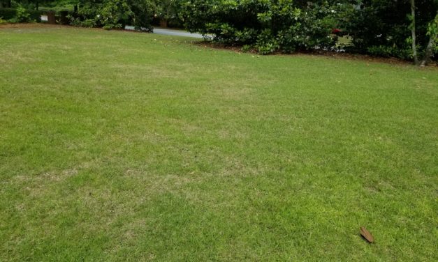 How Often Should A Lawn Be Watered?