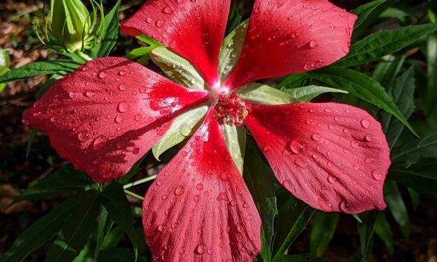Scarlet Swamp Hibiscus