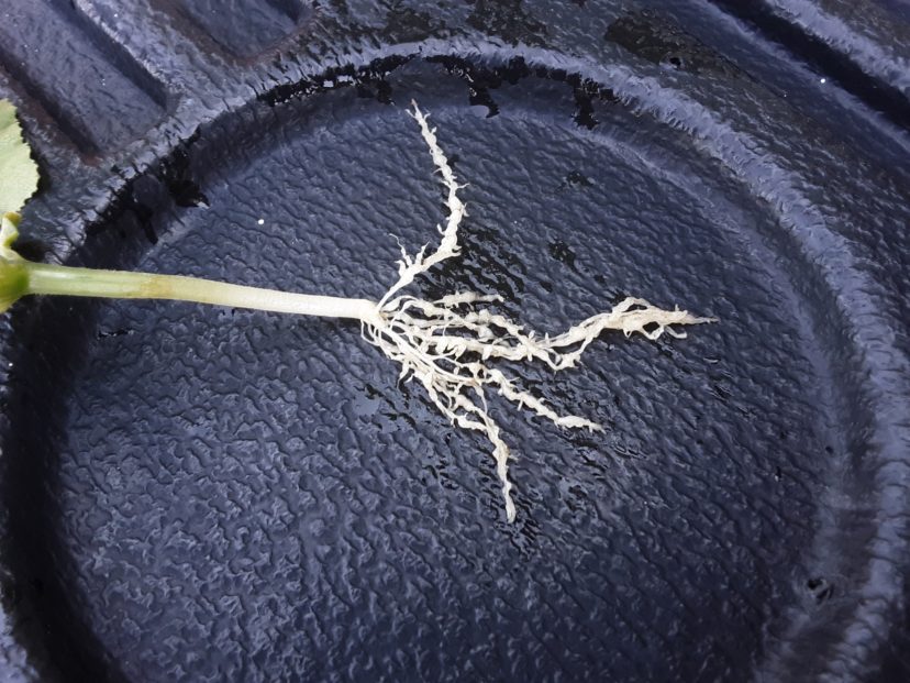 Significant galling from root-knot nematodes on a cucumber seedling. Zack Snipes, ©2021, Clemson Extension