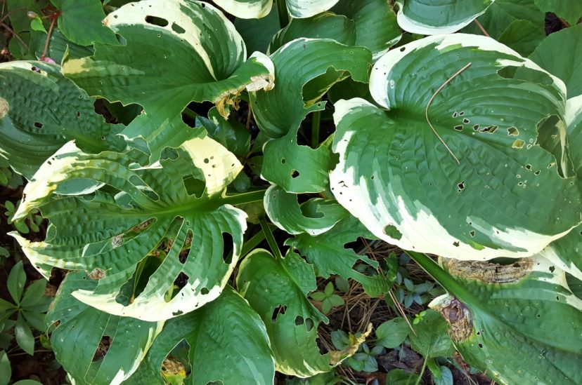 Slugs can cause serious damage to the foliage of hosta and many other low-growing annuals and perennials. Joey Williamson, ©2019 HGIC, Clemson Extension