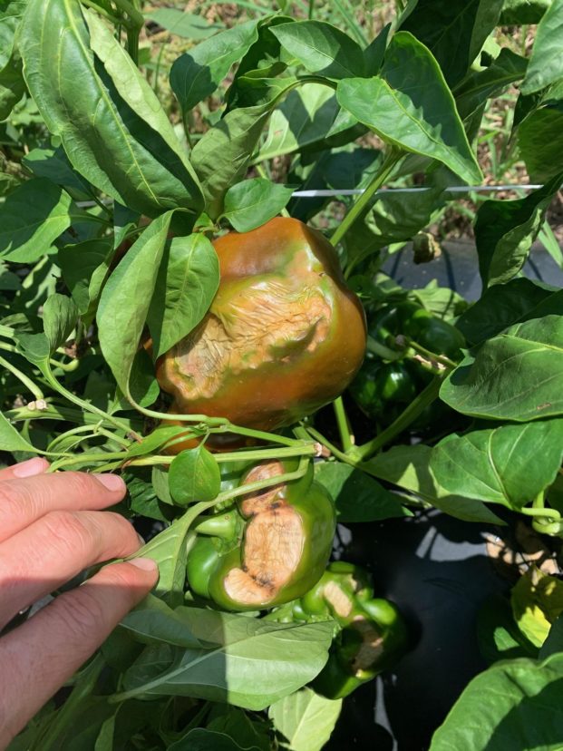 Sunscald symptoms on bell pepper. Zack Snipes, ©2021, Clemson Extension