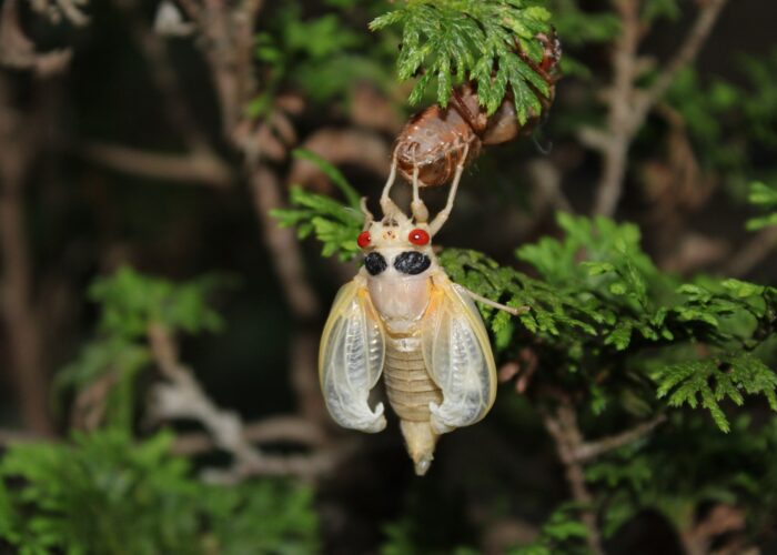 The wings fill with a fluid called hemolymph (insect blood) and gradually expand.