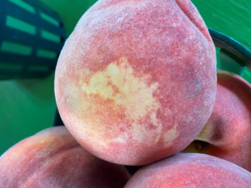 Thrips injury to peaches. Andy Rollins, ©2021, Clemson Extension