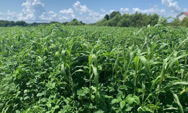 SC Fruit and Vegetable Field Report August 16, 2021