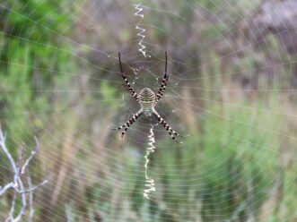 Garden spiders like the banded garden spider often rest with their legs paired in an X-pattern. 